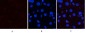 p38 (phospho Thr180/Y182) Polyclonal Antibody